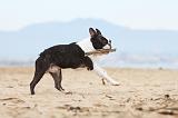 BOSTON TERRIER 399